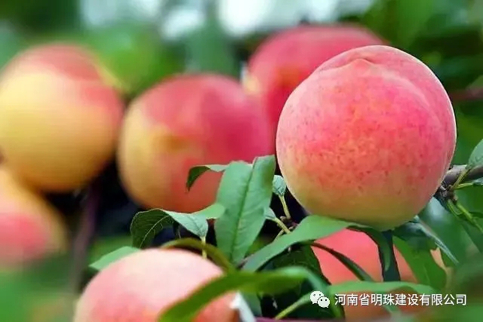 【扶貧】桃子熟了果農愁,明珠公司來解憂